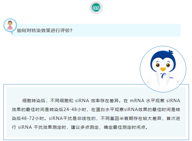 如何对转染效果进行评价？细胞转染后，不同细胞和 siRNA 效率存在差异。在 mRNA 水平观察 siRNA 效果的最佳时间是转染后24-48小时，在蛋白水平观察siRNA效果的最佳时间是转染后48-72小时。siRNA干扰是非线性的，不同基因半衰期存在较大差异，首次进行 siRNA 干扰效果测定时，建议多点测定，确定最佳测定时间点。